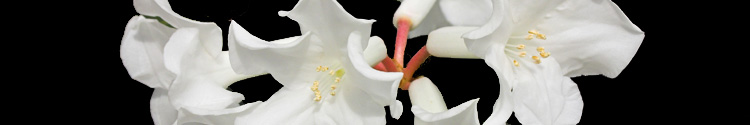 Rhododendron rhodopus
