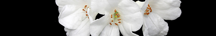 Rhododendron rousei
